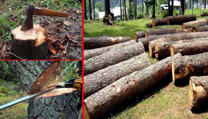 अंदेशा : उत्तराखंड में निजी भूमि के पेड़ काटने की अनुमति कहीं माफिया के लिए चोर दरवाजा न बन जाए