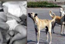 ग्रेटर नोएडा: पार्क में खेल रही तीन साल की बच्ची को लावारिस कुत्तों ने किया लहूलुहान Stray dogs made the girl bleed to death