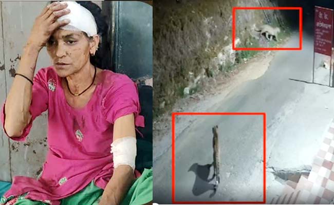खेत में घास काट रही महिला पर झपटा गुलदार, कमला देवी की हिम्मत की देनी होगी दाद, लड़कर बचाई अपनी जान