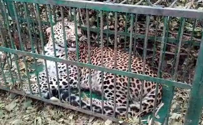 श्रीनगर गढ़वाल में आतंक का पर्याय बन चुका गुलदार आखिर पिंजरे में हुआ कैद leopard imprisoned in cage in srinagar