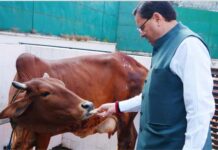 गोवर्धन पूजा के अवसर पर मुख्यमंत्री धामी ने किया गौ पूजन