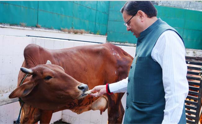 गोवर्धन पूजा के अवसर पर मुख्यमंत्री धामी ने किया गौ पूजन